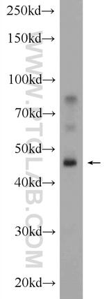 DPEP1 Antibody in Western Blot (WB)