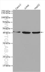MVK Antibody in Western Blot (WB)