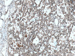 RAB38 Antibody in Immunohistochemistry (Paraffin) (IHC (P))