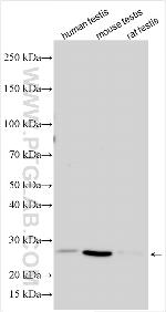 STYX Antibody in Western Blot (WB)