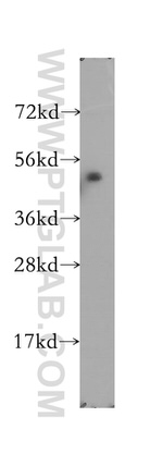 MKRN2 Antibody in Western Blot (WB)