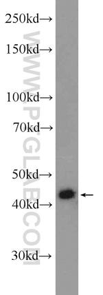 MKRN2 Antibody in Western Blot (WB)