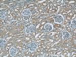 CBY1 Antibody in Immunohistochemistry (Paraffin) (IHC (P))