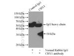CBY1 Antibody in Immunoprecipitation (IP)