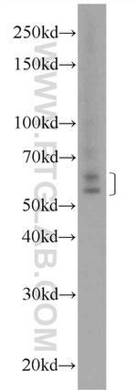 NELF Antibody in Western Blot (WB)