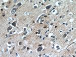 CHURC1 Antibody in Immunohistochemistry (Paraffin) (IHC (P))