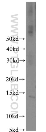 CHURC1 Antibody in Western Blot (WB)