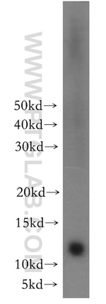 CHURC1 Antibody in Western Blot (WB)