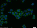FRS3 Antibody in Immunocytochemistry (ICC/IF)