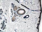 FRS3 Antibody in Immunohistochemistry (Paraffin) (IHC (P))