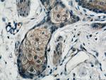 FRS3 Antibody in Immunohistochemistry (Paraffin) (IHC (P))