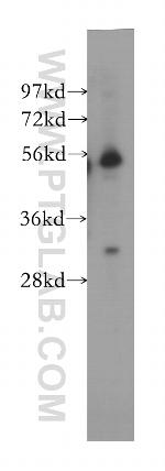 FRS3 Antibody in Western Blot (WB)