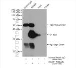 RCAS1 Antibody in Immunoprecipitation (IP)