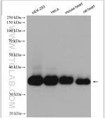 RCAS1 Antibody in Western Blot (WB)
