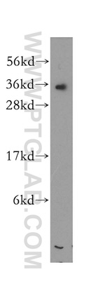 RCAS1 Antibody in Western Blot (WB)