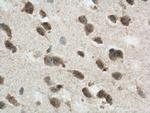 NLRP1 Antibody in Immunohistochemistry (Paraffin) (IHC (P))