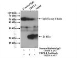 TBPL1 Antibody in Immunoprecipitation (IP)