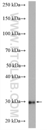 ETFA Antibody in Western Blot (WB)