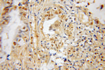 SNX7 Antibody in Immunohistochemistry (Paraffin) (IHC (P))