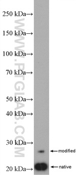 SSSCA1 Antibody in Western Blot (WB)