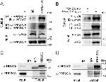 HDAC2 Antibody in Western Blot (WB)