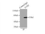 ETS2 Antibody in Immunoprecipitation (IP)