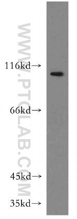 LEO1 Antibody in Western Blot (WB)