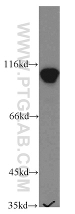 LEO1 Antibody in Western Blot (WB)