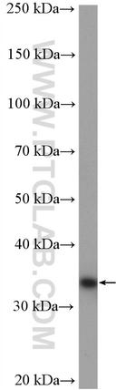 ZWINT Antibody in Western Blot (WB)