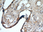 PLAC8 Antibody in Immunohistochemistry (Paraffin) (IHC (P))