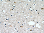 PLAC8 Antibody in Immunohistochemistry (Paraffin) (IHC (P))