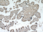 PLAC8 Antibody in Immunohistochemistry (Paraffin) (IHC (P))
