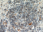 PLAC8 Antibody in Immunohistochemistry (Paraffin) (IHC (P))