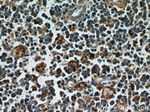 PLAC8 Antibody in Immunohistochemistry (Paraffin) (IHC (P))