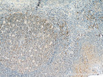 PLAC8 Antibody in Immunohistochemistry (Paraffin) (IHC (P))