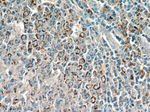 PLAC8 Antibody in Immunohistochemistry (Paraffin) (IHC (P))
