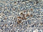 PLAC8 Antibody in Immunohistochemistry (Paraffin) (IHC (P))