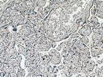 PLAC8 Antibody in Immunohistochemistry (Paraffin) (IHC (P))