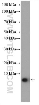 PLAC8 Antibody in Western Blot (WB)