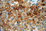 CYP4F11 Antibody in Immunohistochemistry (Paraffin) (IHC (P))