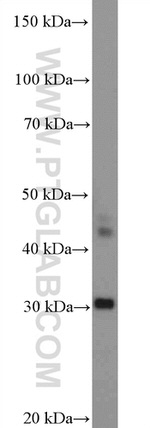 CIDEC Antibody in Western Blot (WB)