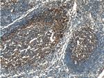 Clusterin Antibody in Immunohistochemistry (Paraffin) (IHC (P))