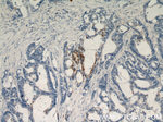 RHOF Antibody in Immunohistochemistry (Paraffin) (IHC (P))