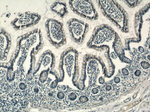 RHOF Antibody in Immunohistochemistry (Paraffin) (IHC (P))