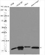 RHOF Antibody in Western Blot (WB)