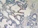 RHOF Antibody in Immunohistochemistry (Paraffin) (IHC (P))