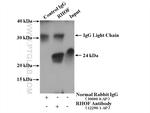 RHOF Antibody in Immunoprecipitation (IP)