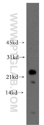 RHOF Antibody in Western Blot (WB)