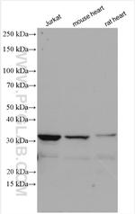 ALKBH3 Antibody in Western Blot (WB)