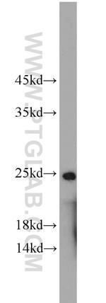 ALKBH3 Antibody in Western Blot (WB)